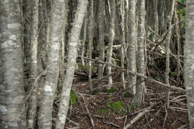 Patagonya ormanlarındaki ince ağaçlar, Tierra del Fuego, Arjantin