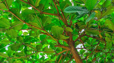 Ağacın tepesindeki tropik yakın çekim, Kennedy Linear Park, Guayaquil, Ekvador