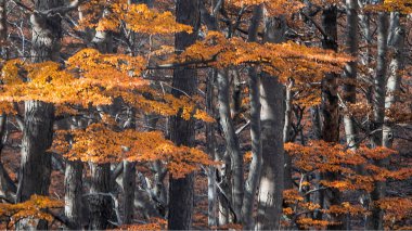 Büyük uzun orman ağaçları manzarası, ushuaia, tierra del fuego, Arjantin