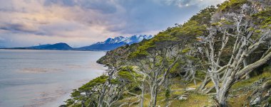 Rıhtıma bakan orman ve Beagle Kanalı Playa Larga Sahili, Tierra del Fuego Bölgesi, Arjantin