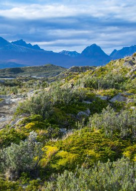 Arjantin 'deki küçük Tierra del Fuego adalarından birinde bitki ve kayalar var.