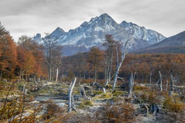 Kuru orman manzarası, laguna esmeralda yürüyüş yolu, Tierra del Fuego bölgesi, Arjantin