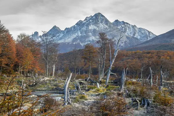 Stock image Dry forest landscape day scene, laguna esmeralda hiking road,  tierra del fuego province, argentina