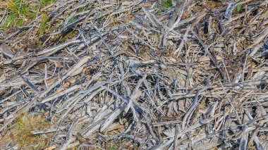 Yakın çekim kunduz evi detayı, Tierra del Fuego, Arjantin