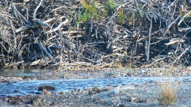 Yakın çekim kunduz evi detayı, Tierra del Fuego, Arjantin