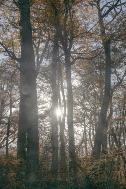 Laguna Esmeralda yürüyüş yolundaki çalılık orman manzarası, Tierra del Fuego bölgesi, Arjantin