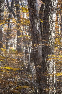 Laguna Esmeralda yürüyüş yolundaki çalılık orman manzarası, Tierra del Fuego bölgesi, Arjantin