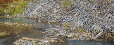Boş kunduz evi, laguna esmeralda yolu, tierra del fuego, Arjantin