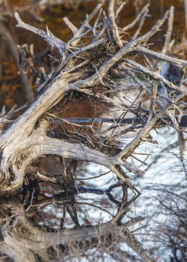 Patagonya Ormanı, Tierra del Fuego Bölgesi, Arjantin 'de dalları kurumuş bir gölet.