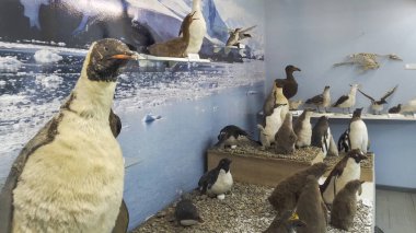 Antarktika Müzesi, Uhuaia, Tierra del Fuego, Arjantin 'deki içi doldurulmuş Antarktika penguenleri grubu.