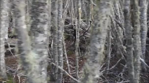 Uzun Boylu Ince Tierra Del Fuego Ormanı Tava Yukarı Doğru Telifsiz Stok Çekim