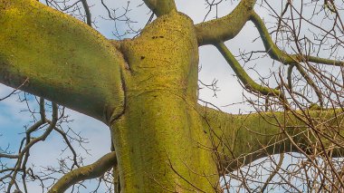 Ceibo ağacı detayı, kuru orman, guayaquil, ekvador.