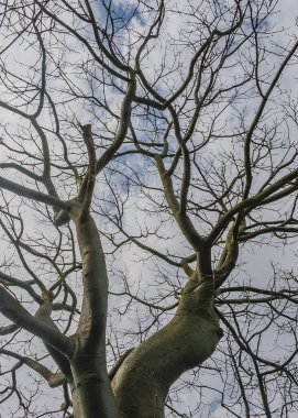 Kuru ormandaki Ceibo ağacı, San Eduardo tepesi, guayaquil, guayas vilayeti, Ekvador