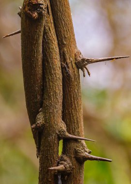 Arkaplanı bulanık dikenli ağaç dalı, kuru orman, San Eduardo tepesi, guayaquil, ekvador