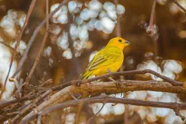 Güzel sarı kuş dalda duruyor, kuru orman, San Eduardo tepesi, guayaquil, ekvador
