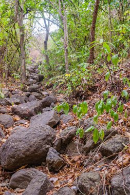 Kuru orman manzarası, San Eduardo Tepesi, Guayaquil, Ekvador