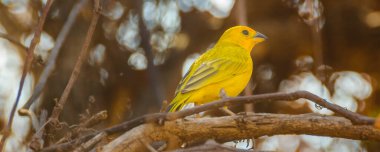 Güzel sarı kuş dalda duruyor, kuru orman, San Eduardo tepesi, guayaquil, ekvador