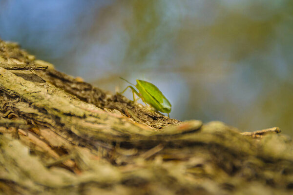 Зеленый nezara viridula насекомое ходить на ствол дерева на размытом темном фоне неба