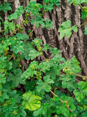 Yakından, ağaç gövdesini çevreleyen yeşil bitkiler.