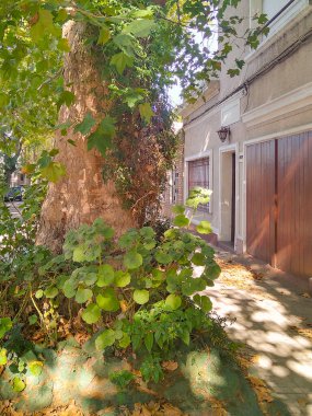 Sakin, sessiz ağaç sıralı cadde, Jacinto Vera Mahallesi, Montevideo Şehri, Uuguay