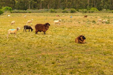 Flock of sheep standing at counrtyside landscape, maldonado, uruguay clipart