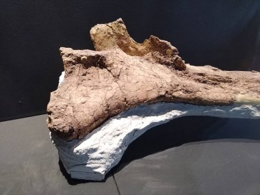 Trelew, Arjantin; 30 Aralık 2022: Patagotitan Mayorun Humerus 'u, şimdiye kadar keşfedilen büyük dinosuar, egidio ferugllio paleontoloji müzesi, trelew, Arjantin