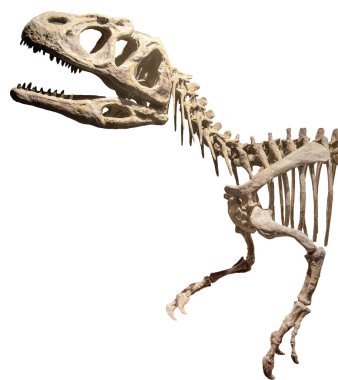 Yan görüş tüm vücut piatnitzkysaurus dinozor izole fotoğraf