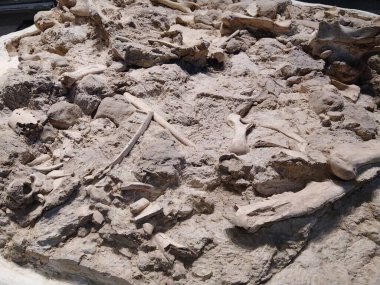 High angle shot cenozoic era bones texture background, paleontology museum, trelew, argentina clipart