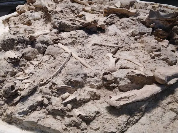 stock image High angle shot cenozoic era bones texture background, paleontology museum, trelew, argentina