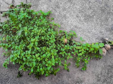 Minik mantarlar ve canlı bitkiler yıpranmış bir kaldırımın çatlaklarından filizlenerek doğa ile şehir çevresi arasında çarpıcı bir kontrast oluştururlar. Bu esnek organizmalar sert, gri betona yeşil bir hayat veriyor.