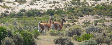 Vahşi guanakolar, Arjantin 'in Chubut ilinde yer alan Punta Tombo Vahşi Yaşam Koruma Alanı' nın engebeli sarp arazilerinde gezinirler.. 