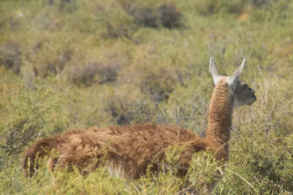 Stock image Wild guanaco roam the rugged steppen landscapes of punta tombo wildlife reserve peninsula, located at chubut province, argentina. 