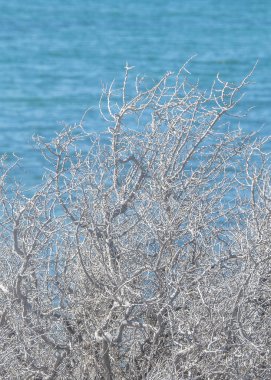 Arka planda uzun mesafeli kuru dallar ve mavi deniz okyanusu Punta tombo yarımadası, chubut bölgesi, Arjantin 