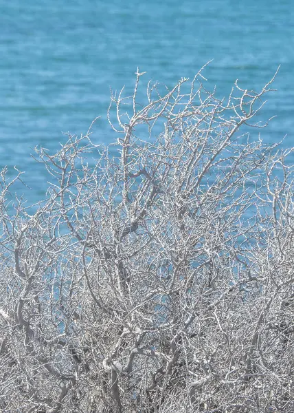 stock image Long distant shot dry branches and blue sea ocean at background, punta tombo peninsula, chubut province, argentina 