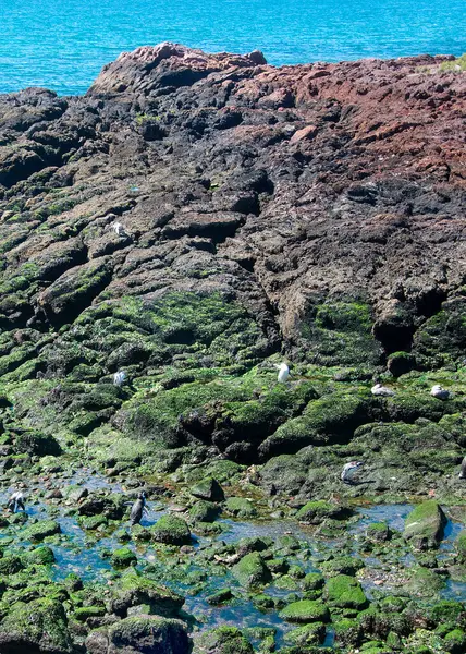 stock image High angle shot rocky beach at punta tombo peninsula, chubut province, argentina 