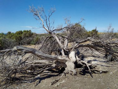 Dry tree at arid steppe landscape, punta tombo peninsula, chubut province, argentina clipart