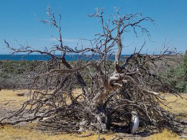 Magellanic pengueni, Arjantin 'in Chubut bölgesindeki Punta Tombo yarımadasında, kuru bir ağaçta güneşten korunuyor.