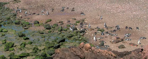 stock image High angle shot magellanic penguin colony resting at beach coast, punta tombo, peninsula, chubut province, argentina