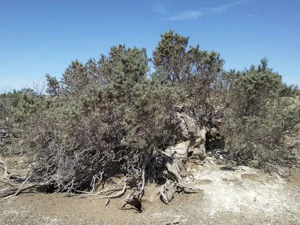 Kurak bozkır arazisindeki ağaç, punta tombo yarımadası, chubut bölgesi, Arjantin