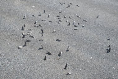 Punta Tombo Sahili, Chubut Bölgesi, Arjantin 'deki yüksek açılı Macellan penguen kolonisi.