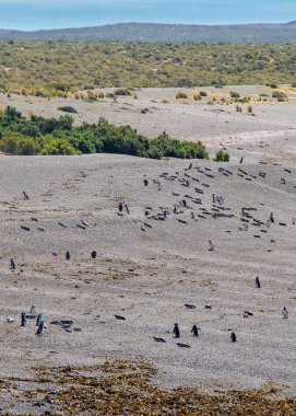 Punta Tombo Sahili, Chubut Bölgesi, Arjantin 'deki yüksek açılı Macellan penguen kolonisi.