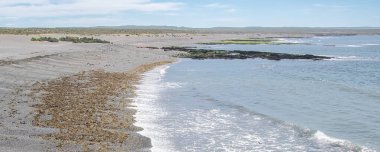 Punta Tombo Sahili, Chubut Bölgesi, Arjantin 'deki yüksek açılı Macellan penguen kolonisi.