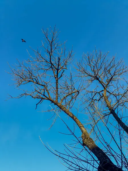 stock image A low angle shot capturing a bird in mid-flight soaring above a leafless tree, set against a backdrop of a clear, sunny blue sky. 