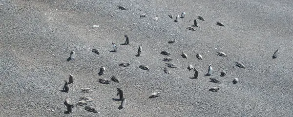 stock image High angle shot landscape of magellanic penguin colony at punta tombo beach, chubut province, argentina