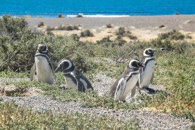 Punta Tombo Sahili, Chubut Bölgesi, Arjantin 'deki geniş açılı Macellan penguen kolonisi.