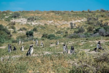 Steppen Patagonya manzarasında geniş açılı Macellan penguen kolonisi, punta tombo yarımadası, chubut bölgesi, Arjantin
