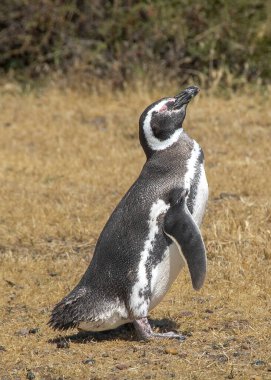 Macellan penguenleri bozkırlarda güneşleniyor, punta tombo yarımadası, chubut bölgesi, Arjantin