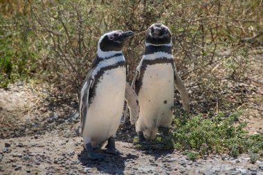 Bir çift Macellan pengueni bozkır arazisinde duruyor, punta tombo yarımadası, chubut bölgesi, Arjantin