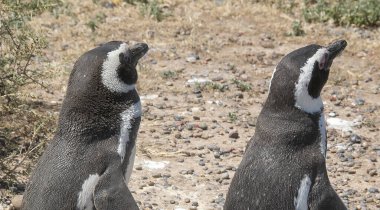 Bir çift Macellan pengueni bozkır arazisinde duruyor, punta tombo yarımadası, chubut bölgesi, Arjantin