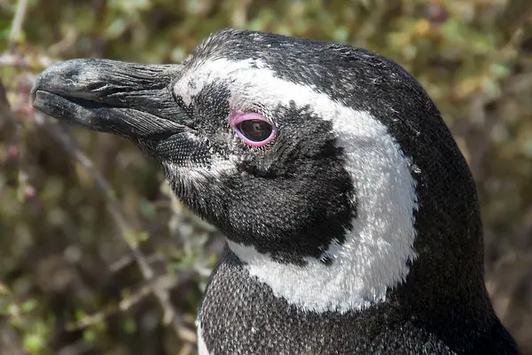 stock image Magellan penguin standing at ground at steppe landscape environment, punta tombo peninsula, chubut province, argentina